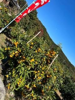 みかんの画像