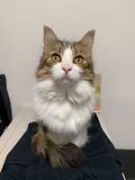 ネコの画像
