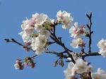 梅の花画像