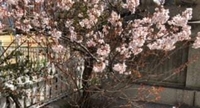 桜の画像